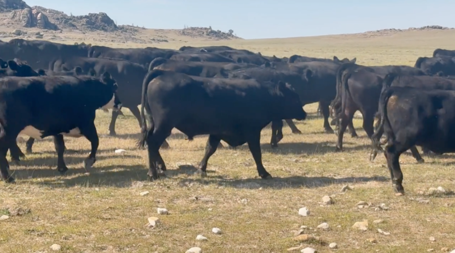 84 hd of Black angus and black baldy -BH828E5